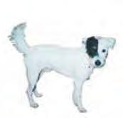Δείτε τώρα μια άλλη αγγελία για ένα σκυλάκι που χάθηκε και το αναζητούν: Χάθηκε σκυλάκι, μικρόσωμο, αρσενικό, ολόλευκο, με μαύρη «στάμπα» στο αριστερό του μάτι, στην περιοχή της Κοκκινιάς Πειραιά