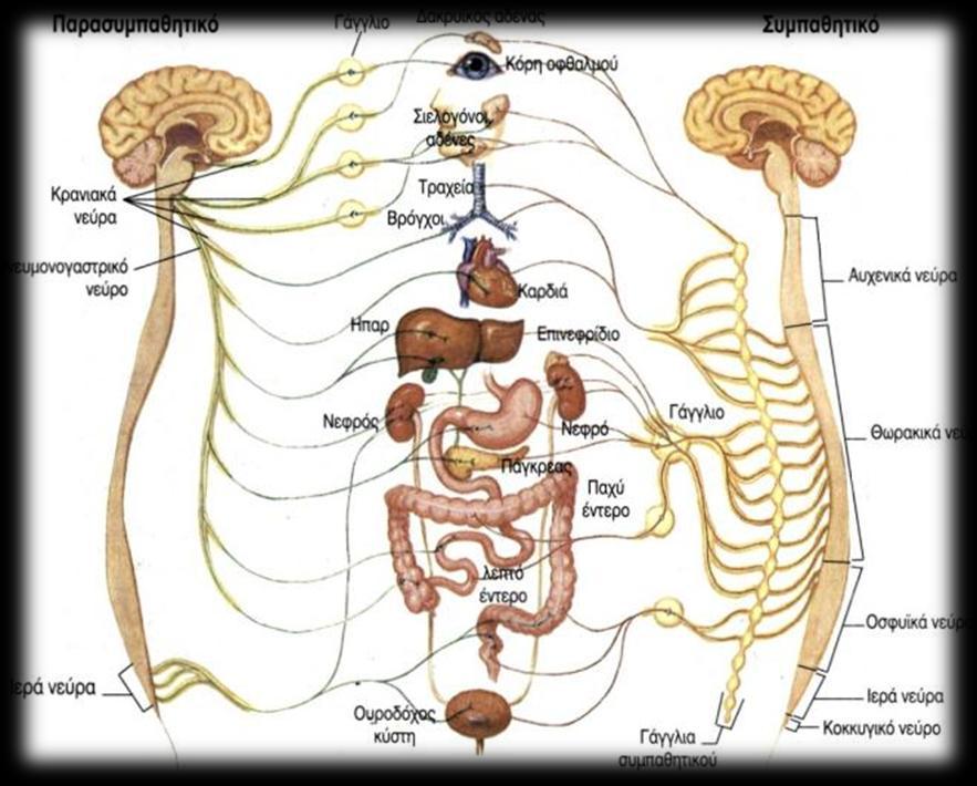 Το νευρικό σύστημα συνεργάζεται με τους ενδοκρινείς αδένες και μαζί ελέγχουν και