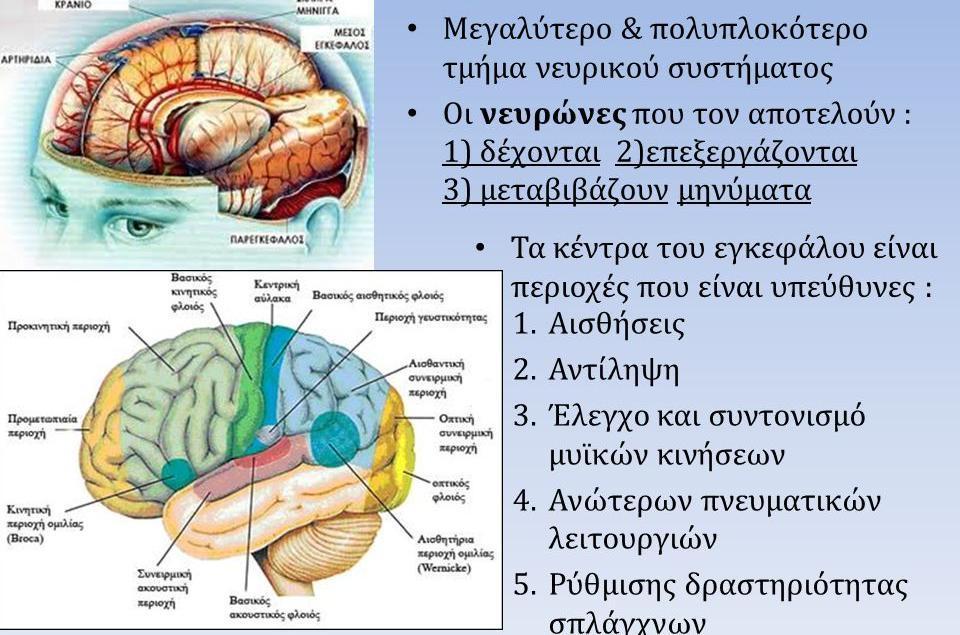 Κεντρικό Νευρικό