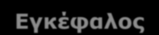 Κεντρικό Νευρικό Σύστημα Εγκέφαλος Εγκεφαλικά ημισφαίρια Αποτελούνται εξωτερικά από το φλοιό (φαιά ουσία κυτταρικά σώματα νευρώνων) τη λευκή ουσία (νευρικές αποφυάδες που