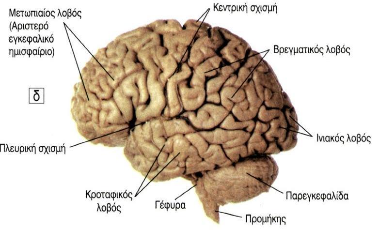 Κεντρικό Νευρικό Σύστημα Εγκέφαλος Εγκεφαλικά ημισφαίρια