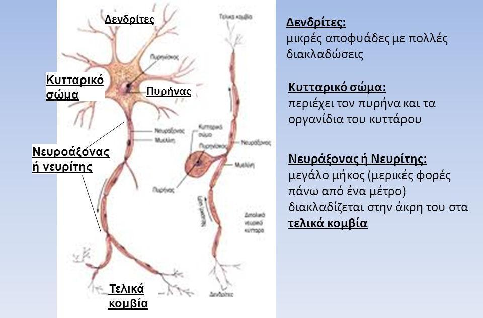 Τα κύτταρα του νευρικού