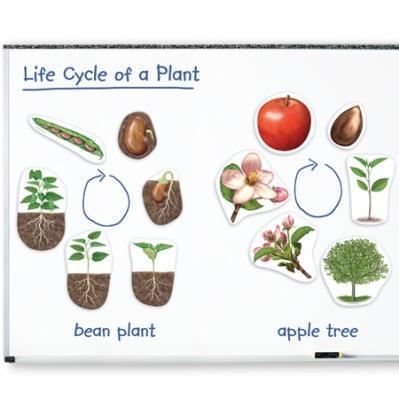 LER 6045 Μαγνητικό υλικό Κύκλος ζωής φυτού.