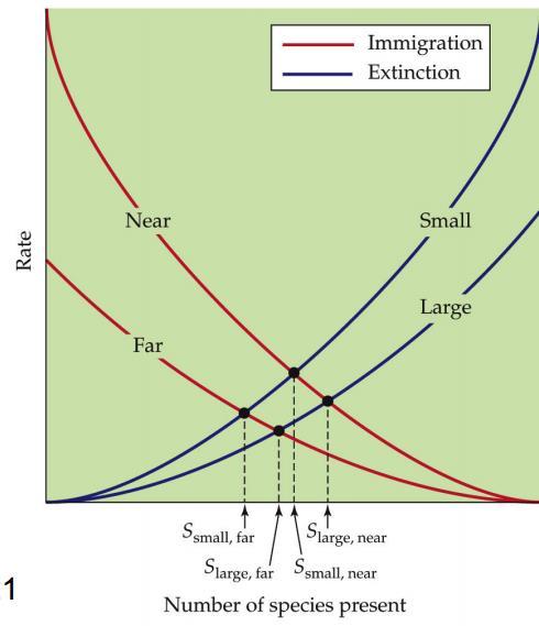 Δυναμική ισορροπία MacArthur & Wilson 1967 Αριθμός ειδών S SF < S SN ~ S LF < S LN Ρυθμοί αντικατάστασης T SN > T SF ~ T LN > T LF ένα κοντινό νησί