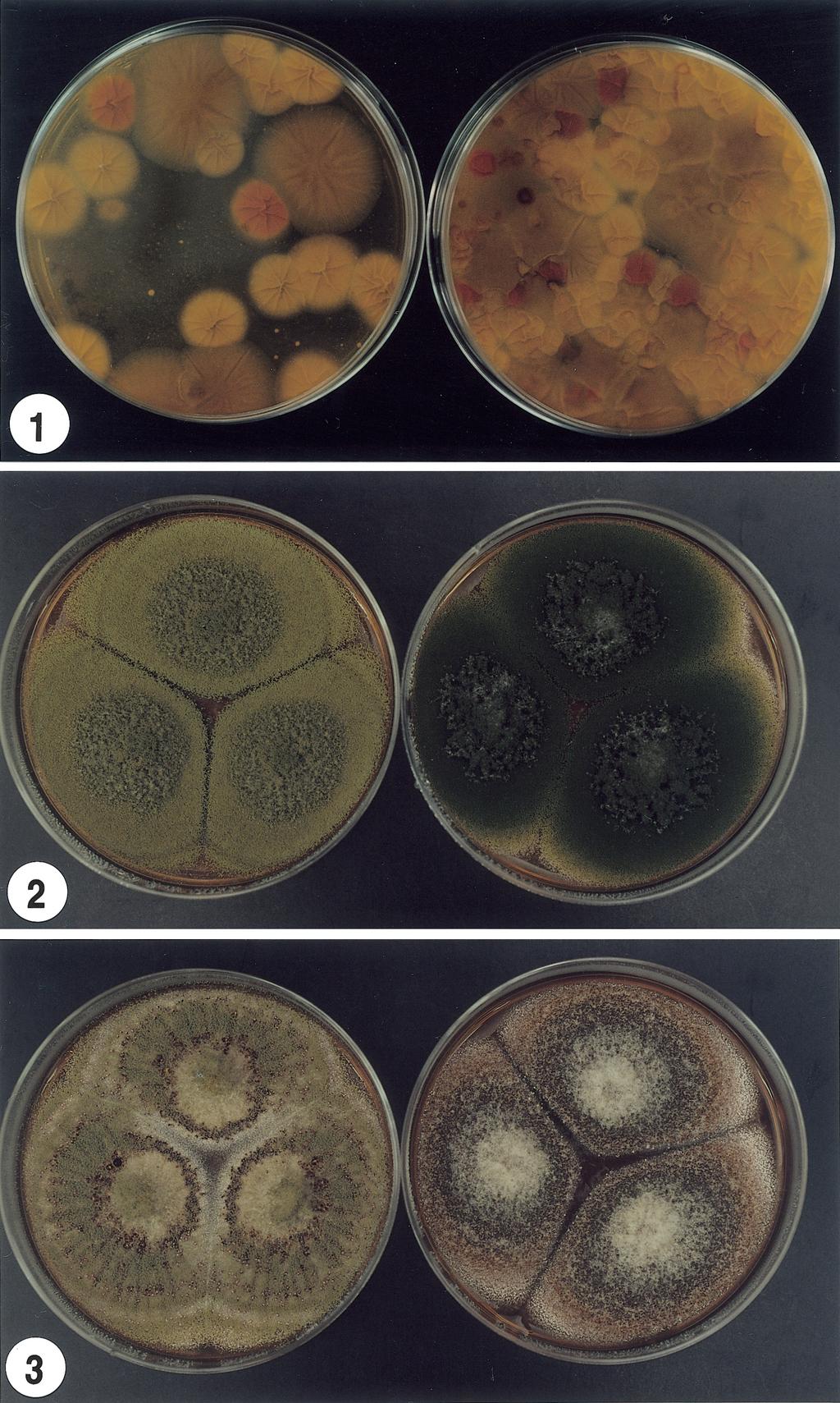 August 2007 93 Plate Fig. 1. Fungal colonies developed from almond sample on Aspergillus Flavus and Parasiticus agar (AFPA) incubated for 48 hr at 30.