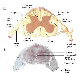 Νωτιαία Νεύρα Επίπεδο έκφυσης από φαιά ουσία ΝΜ (Μυελοτόμιο) Μυελοτόμιο 2 Κινητικές ρίζες (Πρόσθια Κέρατα) 2