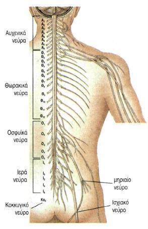 Νωτιαία Νεύρα 31-32 Ζεύγη 8 Αυχενικά 12
