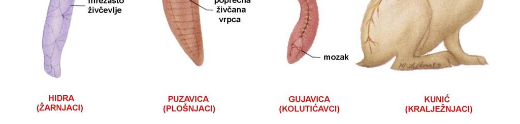 podražaje iz okoline i unutrašnjosti organizma, obrađuje ih, uspoređuje te usklađuje, a zatim