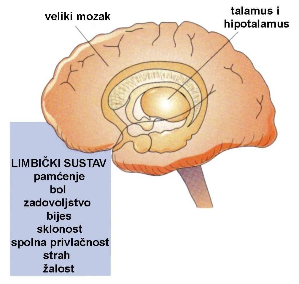 Uloga mozga u ponašanju Uloga mozga područje mozga 1. moždano deblo a) mali mozak b) produžena moždina c) retikularna formacija d) most 2. srednji mozak 3. olfaktorni bulbus 4.
