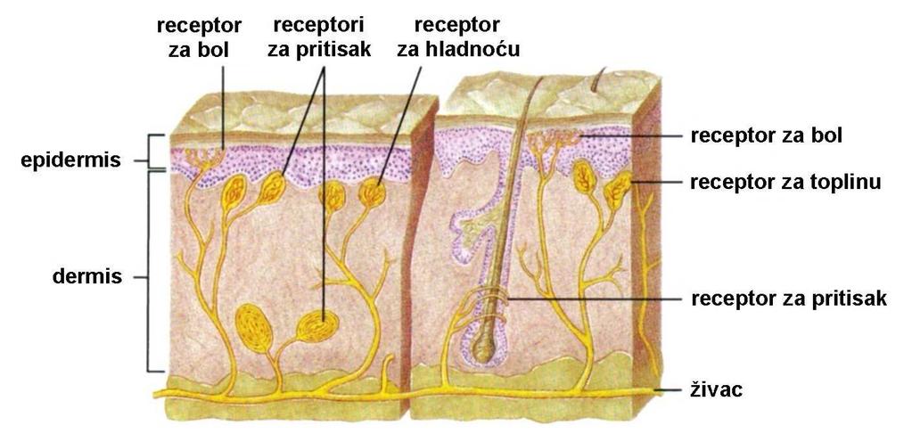Osjetila u tijelu Osjetila u koži osjetilna stanica fotoreceptori