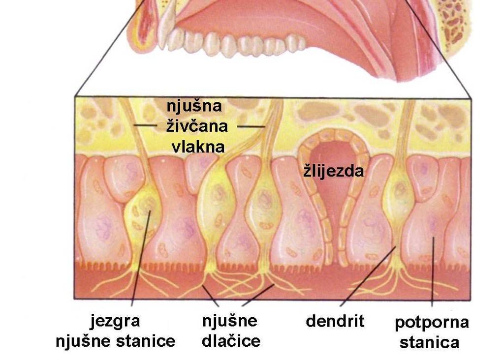 olfaktorne stanice u njušnoj membrani; njušna membrana leži u najgornjem