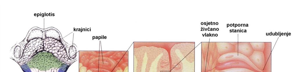 Osjet okusa Evolucija oka Građa