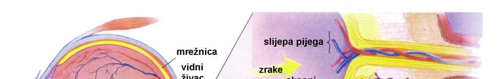 Građa mrežnice Osjet vida mrežnica dio oka osjetljiv na svjetlo; sadrži čunjiće koji prvenstveno zapažaju boje i štapiće koji su uglavnom važni za gledanje u mraku; kad su štapići i čunjići podraženi