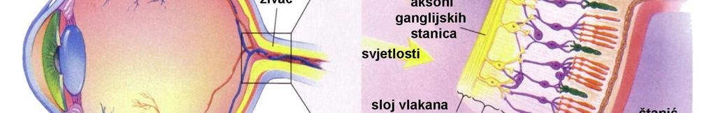 procesu dolazi do podraživanja živčanih vlakana što izlaze iz oka; fotokemijska tvar u štapićima je rodopsin koji se sastoji od proteina skotopsina i karotinoidnog pigmenta retinala, a čunjićima je