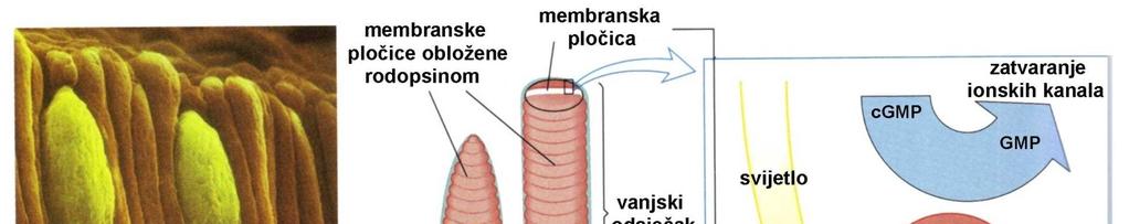 membrana vanjskog odsječka štapića u nepodraženom je stanju vrlo propusna za natrij; natrij neprekidno ulazi u unutrašnjost štapića i tako dobrim dijelom neutralizira negativnost u unutrašnjosti