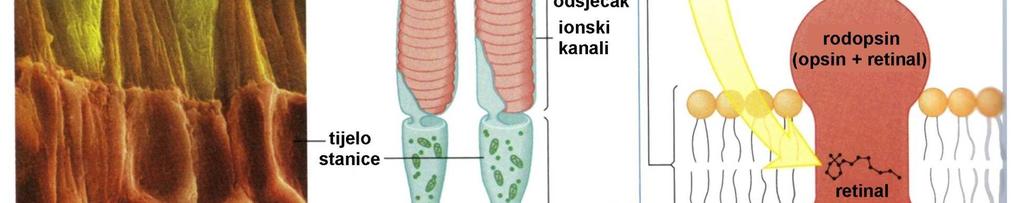 neto-gubitak natrija iz štapića stvara povećanu negativnost unutar membrane i ta je negativnost to veća što je veća količina svjetla koja pogađa štapić; ovaj se proces naziva hiperpolarizacija