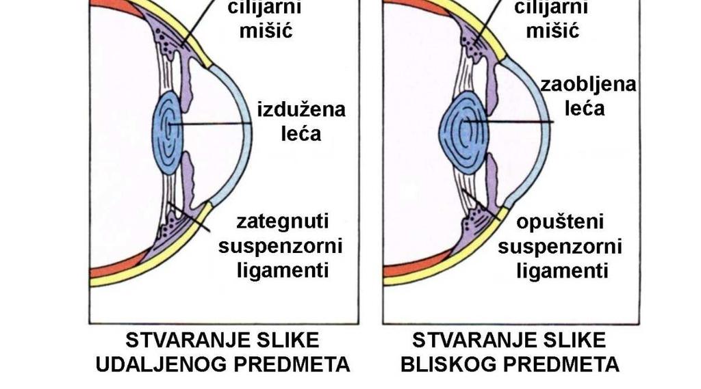 djelovanja vanjsko uho uška slušni kanal prikuplja zvučne