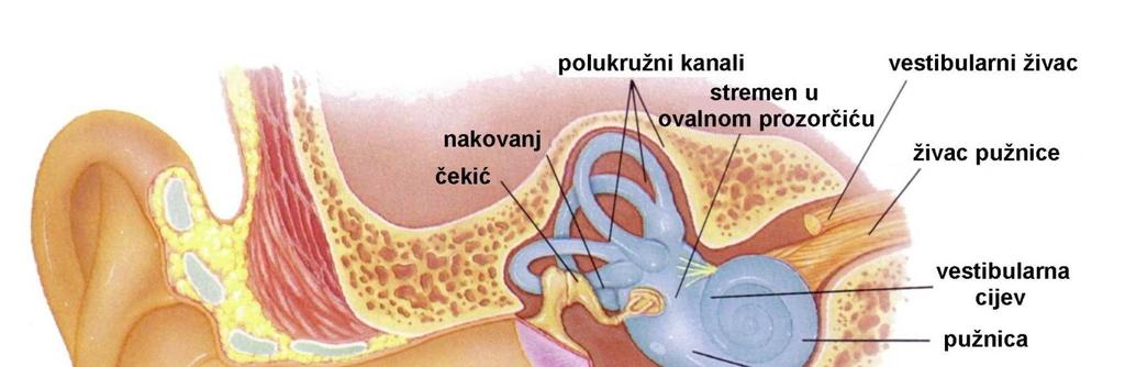 koščica slušna cijev prilagođavaju zvučne valove ujednačuje