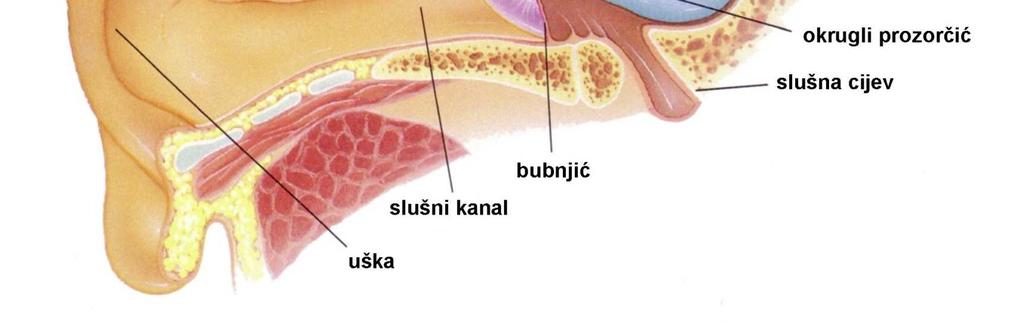 prenosi zvučne titraje uzrokujući podraživanje stanica s