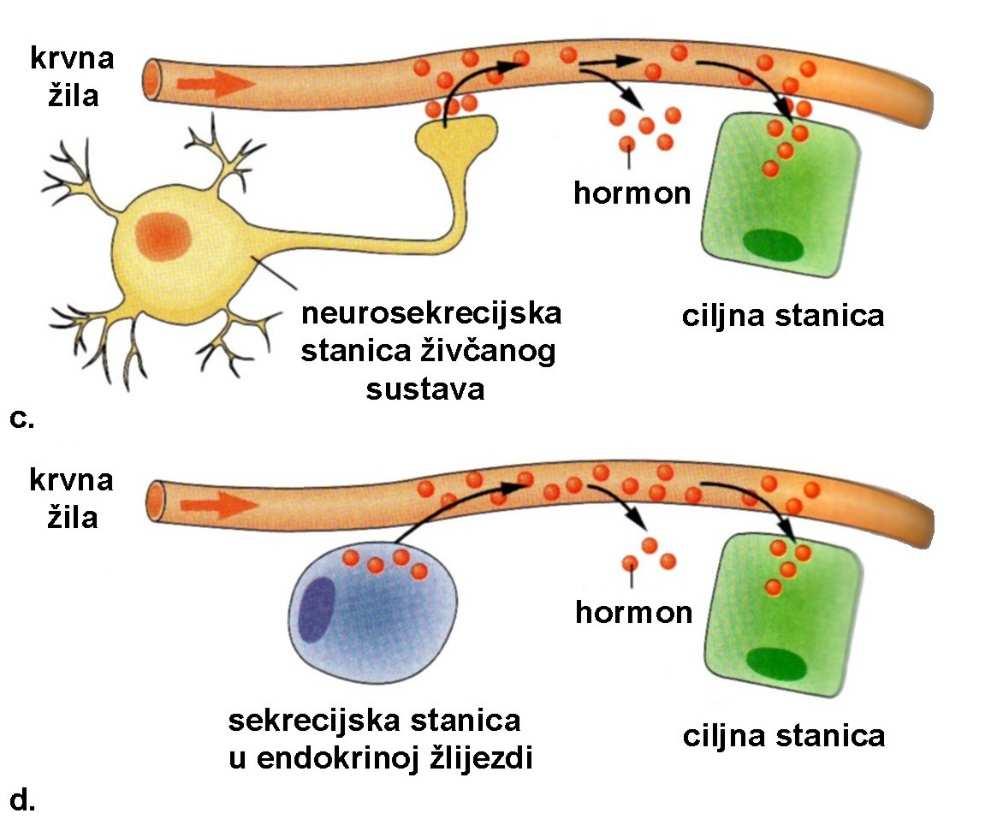 Kemijski glasnici Kemijski glasnici kemijski glasnici u tijelu: 1. hormoni; 2.