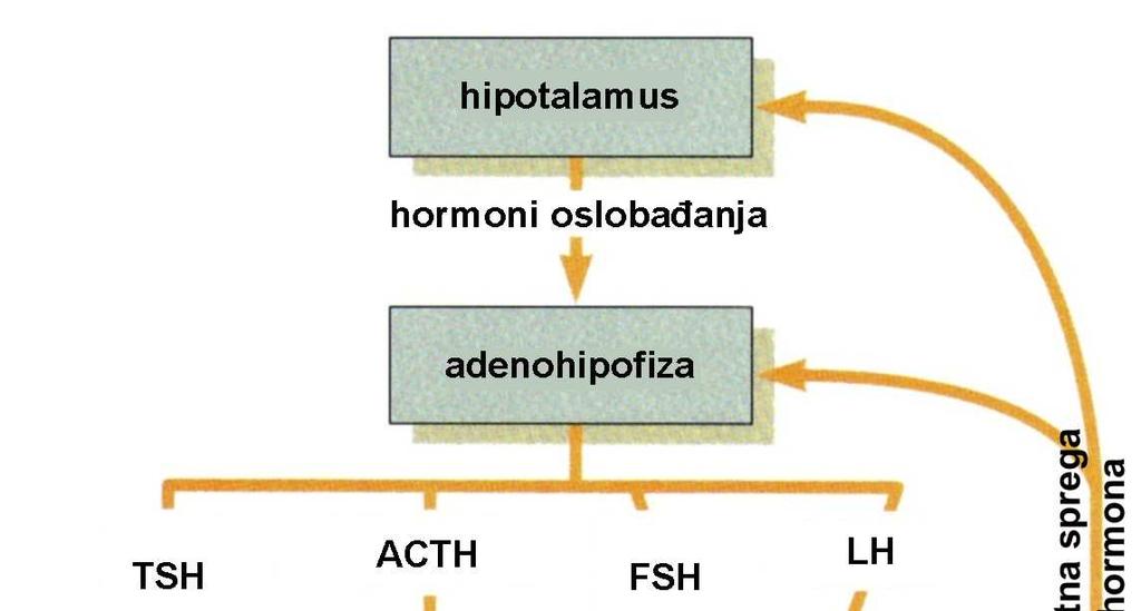 hormona iz hipofize; neurosekrecijske stanice hipotalamusa provode živčane impulse te izlučuju hormone i