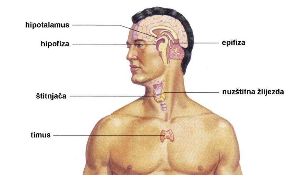 stražnji režanj neurohipofize gdje se po potrebi izlučuju iz živčanih završetaka u krv hipofiza ili pituitarna