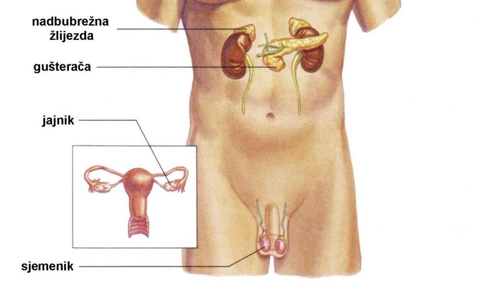 prednji režanj hipofize ili adenohipofiza; 2. stražnji režanj hipofize ili neurohipofiza adenohipofiza: 1.