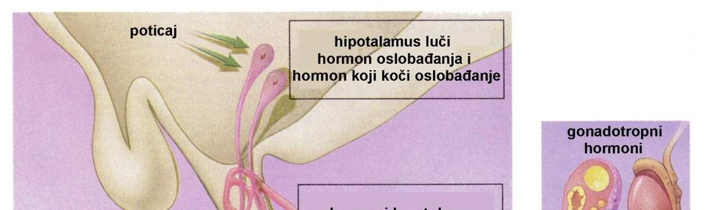 Hipotalamus i hipofiza neurohipofiza: genetski i funkcionalno pripada hipotalamusu, brojni završeci neurona; 1.