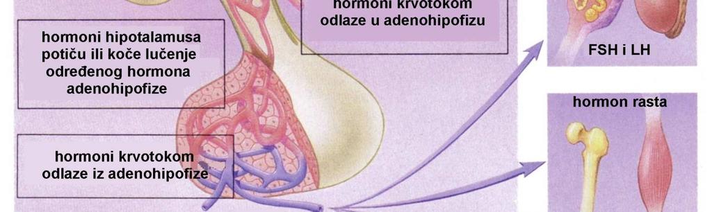 stražnji režanj glija stanice (pituiciti) i živčana vlakna za svaki hormon adenohipofize postoji odgovarajući hormon iz hipotalamusa koji ga oslobađa, a za neke i onaj koji ih inhibira; hormoni koji