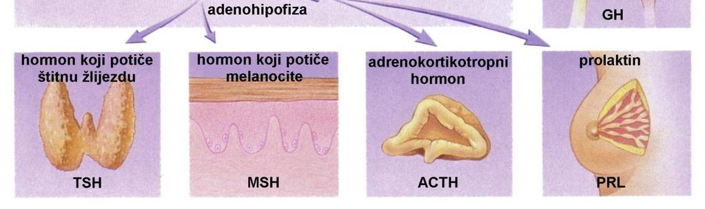 hormon koji oslobađa gonadotropne hormone (GnRH) potiče lučenje hormona koji potiče razvoj folikula i hormona luteinizacije/hormona koji potiče intersticijske stanice hormoni adenohipofize: 1.