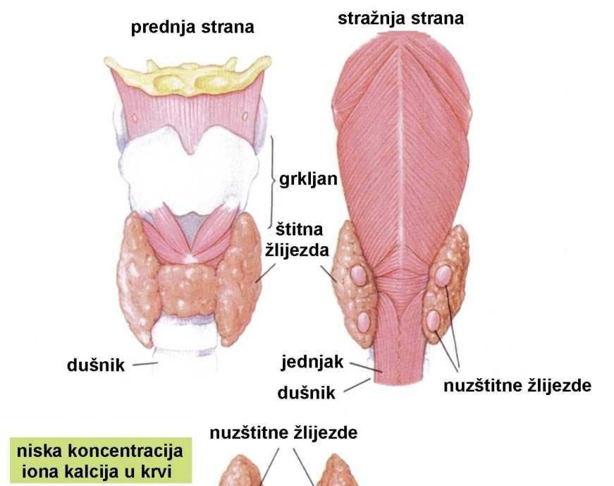 Sustav organa s unutarnjim izlučivanjem Nadbubrežne žlijezde par nadbubrežnih žlijezdi: 1. kora (korteks) nadbubrežne žlijezde; 2.