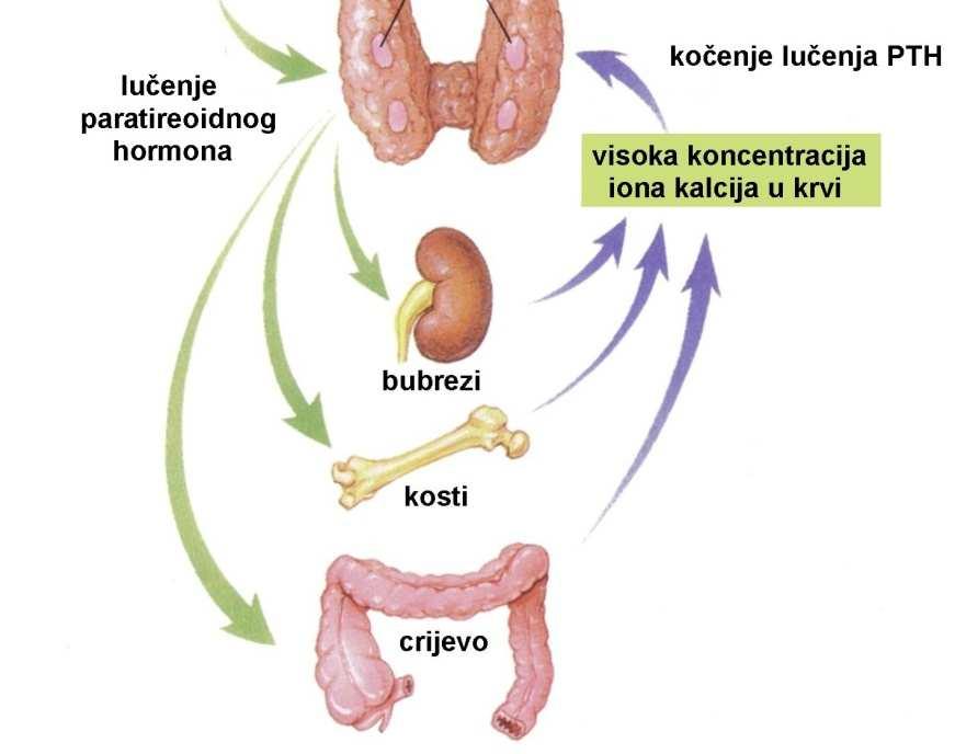 zona glomerulosa epitelne stanice sintetiziraju mineralokortikoide (aldosteron i deoksikortikosteron) koji reguliraju izlučivanje natrija i kalija u bubregu; 2.