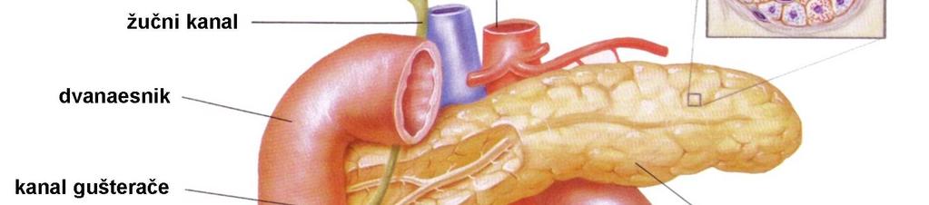 progesteron androgeni hormoni (testosteron) mišići, jetra i masno tkivo mišići, jetra i masno