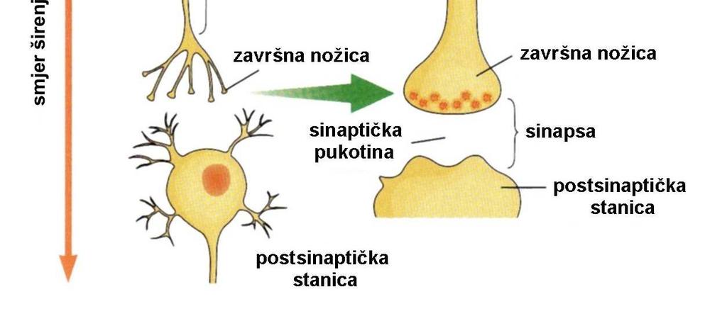 Živčani podražaj prijenos živčanog podražaja podražaj se prenosi duž aksona, a ovisi o električnom potencijalu koji je posljedica protoka iona kroz staničnu membranu živčane stanice membranski