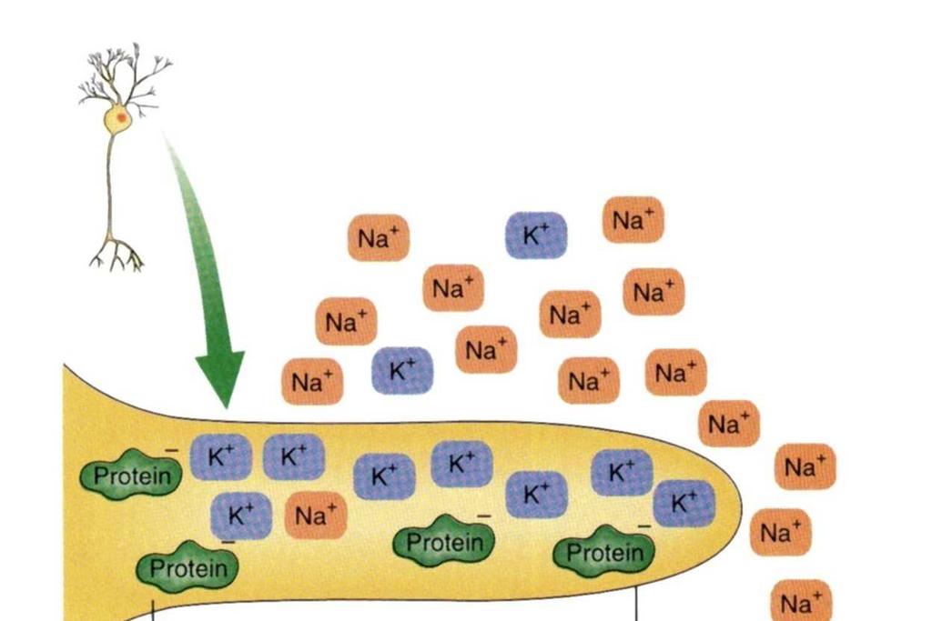 međustanična tekućina pozitivno nabijena; glavni sastojci izvanstanične tekućine su Na + i Cl -, a unutarstanične K + i ionizirani proteini; razlika u koncentracijama Na + i K + posljedica je