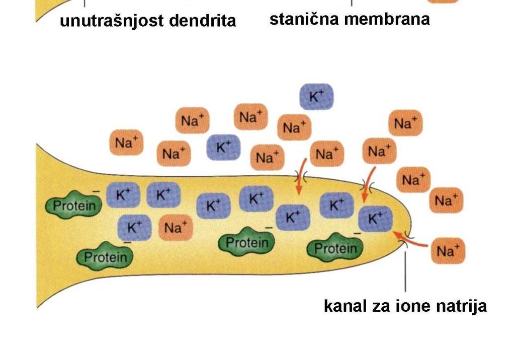 nakon podraživanja živčane stanice dolazi do promjene potencijala kroz membranu (depolarizirana membrana); membrana postaje propusna za Na + koji kroz natrijeve kanale regulirane naponom ulaze u
