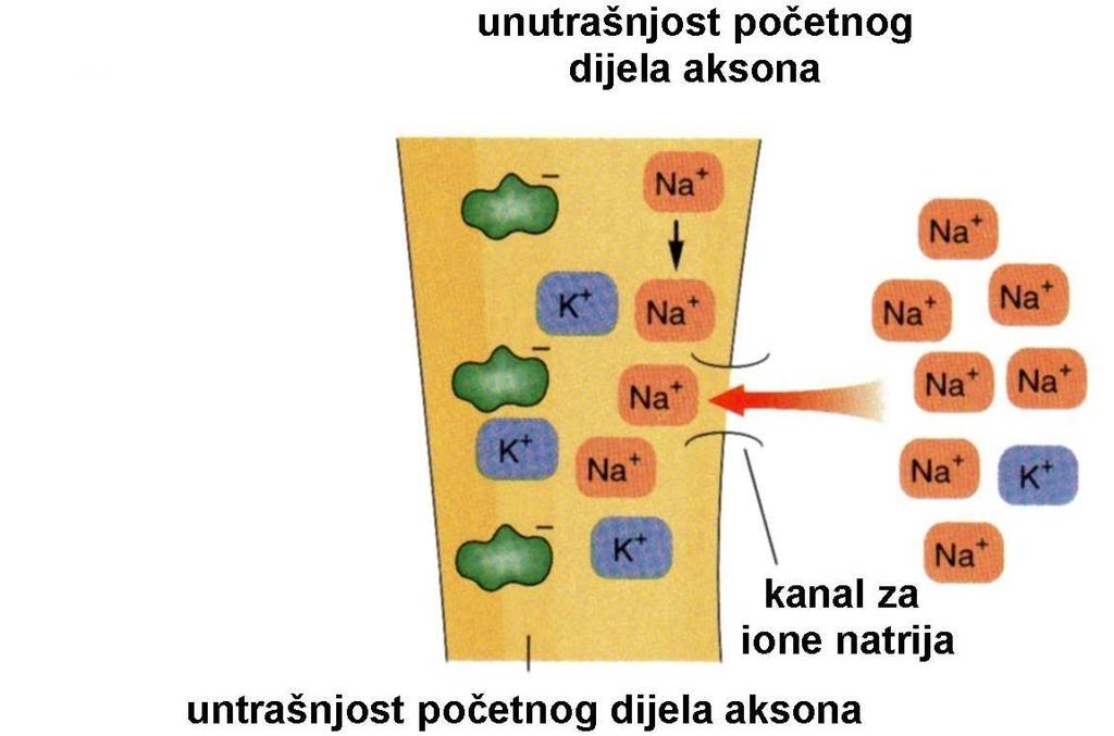 potencijala