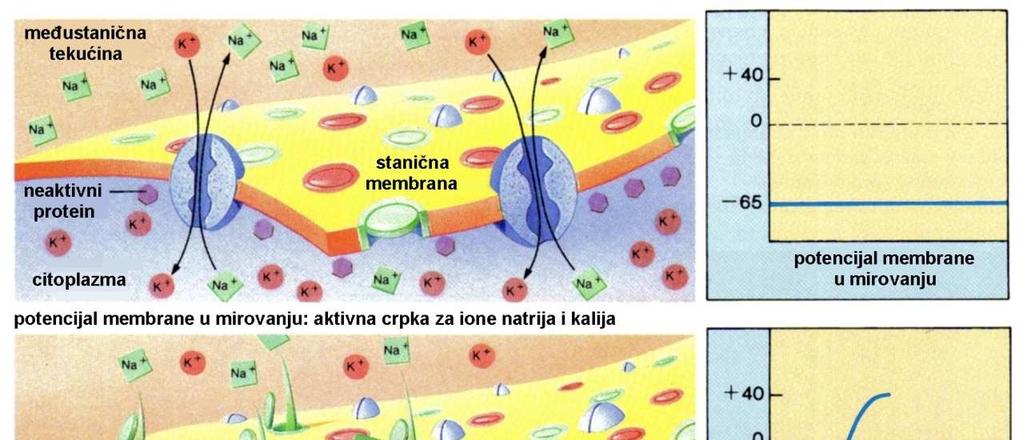 Akcijski