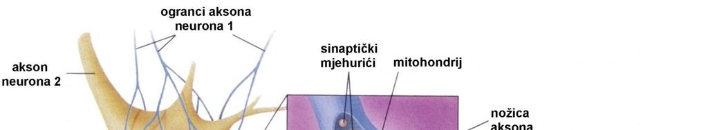 Živčani podražaj Građa i uloga sinapse sinapsa dodirno mjesto između dva neurona preko kojeg se prenosi impuls s krajeva aksona jednog neurona-presinaptički neuron na dendrite ili perikarion