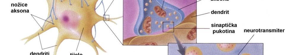 neuron od postsinaptičkog; provođenje impulsa iz prve stanice u drugu pomoću kemijskih prenositelja-neurotransmiteri; depolarizacija membrane presinaptičkih završetaka-završne nožice prouzroči