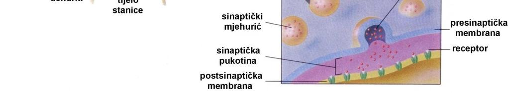 ekscitacijske receptore uzrokuje otvaranje kemijsko-senzitivnih kanala za natrij i time pobuđivanje ili ekscitaciju neurona; vezanje neurotransmitera za inhibicijske receptore izaziva otvaranje