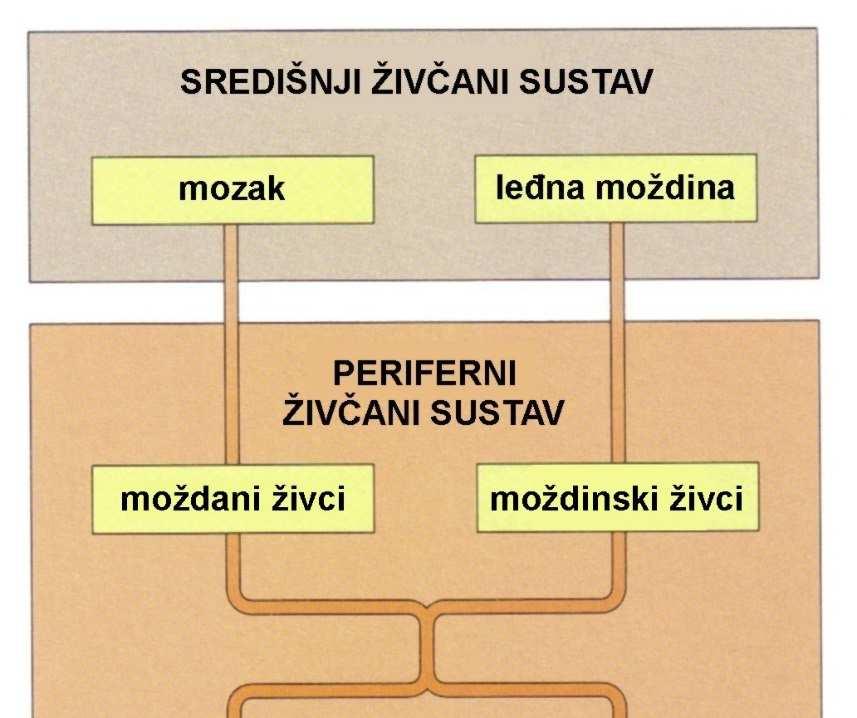 Organizacija živčanog sustava Organizacija živčanog sustava sastavnica periferni živčani sustav somatski živčani sustav senzorički neuroni motorički neuroni autonomni živčani sustav motorički neuroni