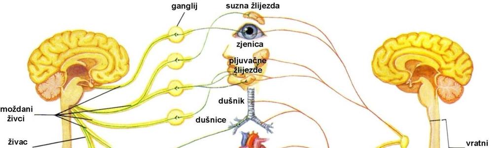 tijela, upravlja spinalnim refleksima obrađuje informacije, donosi odluke, upravlja kranijalnim refleksima (vidni i slušni podražaji) Organizacija živčanog sustava Autonomni živčani sustav somatski
