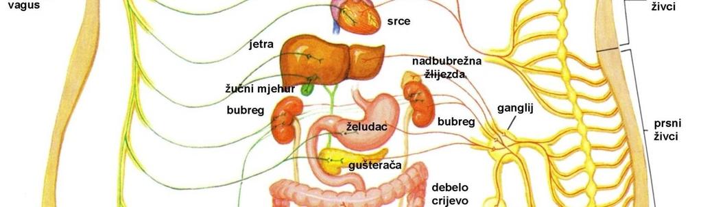 aferentni dio živčane stanice koje primaju podražaje iz kože, mišića, zglobova, očiju, jezika, nosa i ušiju; te podražaje doživljavamo na svjesnom nivou kao osjete dodira, boli, topline, hladnoće,