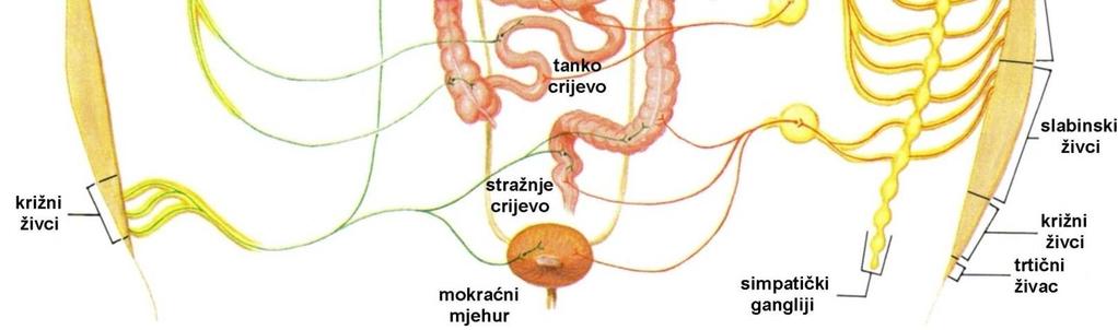 eferentni dio živčani putevi koji se protežu od mozga kroz leđnu moždinu i inerviraju motoričke neurone moždanih i moždinskih živaca; stimulirani motorički neuroni potiču kontrakciju skeletnih mišića