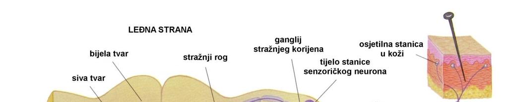 srednjeg dijela leđne moždine Organizacija živčanog sustava simpatikus i parasimpatikus uvijek djeluju antagonistički (npr.