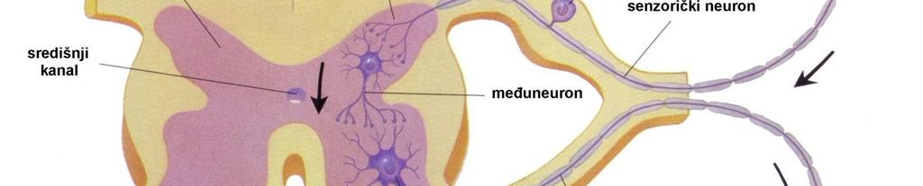 leđne moždine: 1. središnji kanal sadrži moždanu (cerebrospinalnu) tekućinu; 2. siva tvar (tamni dio u obliku leptira) sastavljena od tijela živčanih stanica, njihovih dendrita i glija stanica; 3.