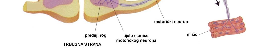 čvrsta opna leđne moždine-vanjska ovojnica; 2. paučinasta opna leđne moždine-srednja ovojnica; 3.