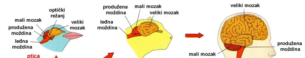 Razvoj mozga u kralježnjaka Mozak mozak obavijaju tri sloja žaštitnih