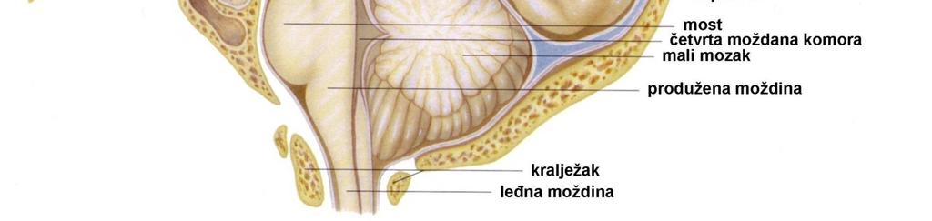 izbrazdana; ispod kore je sloj moždine ili bijele tvari; siva tvar građena